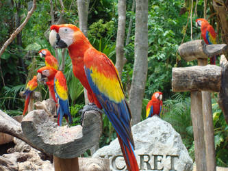 Guacamayas Xcaret first part