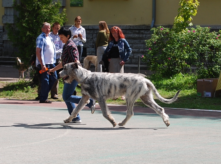 Irish Wolfhound.