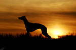 Whippet silhouette by laura75325