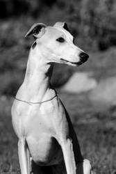 Whippet Elly by laura75325