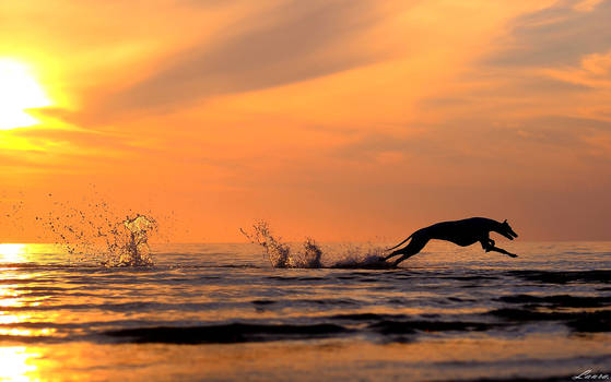 Greyhound running in sunset