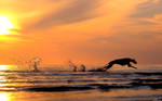 Greyhound running in sunset by laura75325