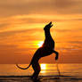Greyhound in sunset