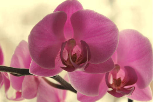 Orchid 2