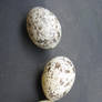 Bird Eggs Stock