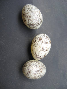 Bird Eggs Stock