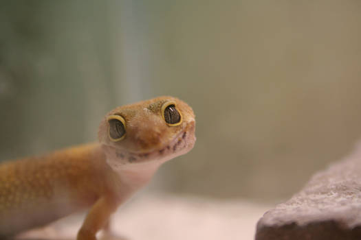 Lizard's Smile