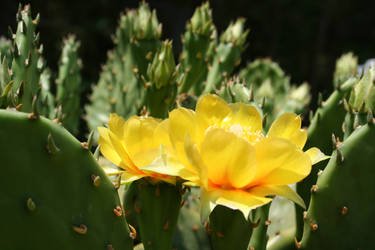 Cactus Flowers