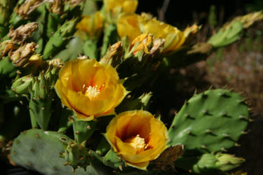 Cactus Flowers 1003