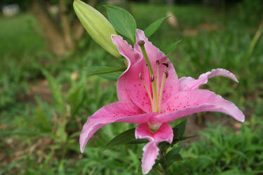 Pink Flower