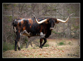 Texas Longhorn 'Frank'