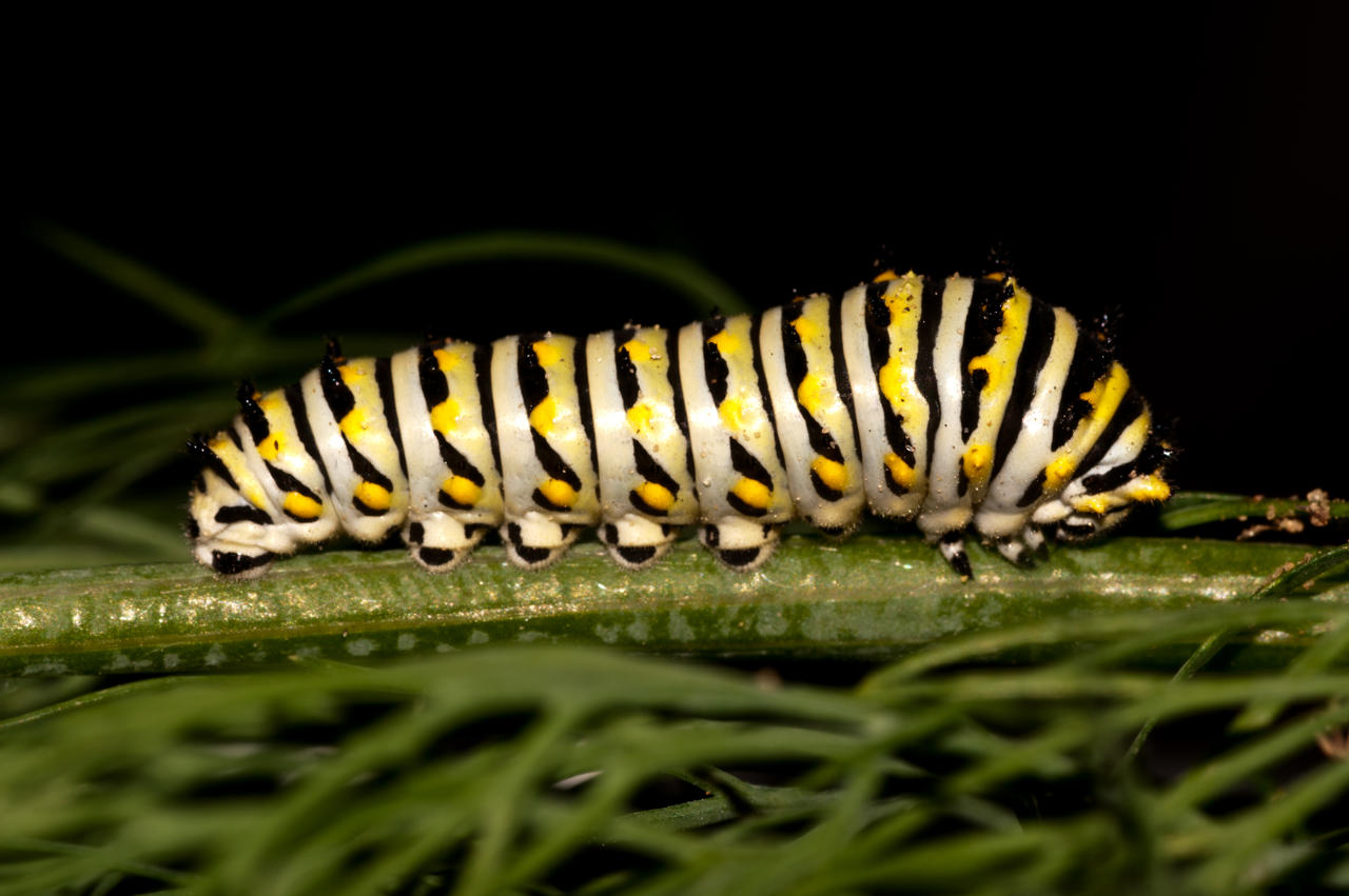 Black Swallowtail Caterpillar