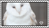 10: albino barn owl