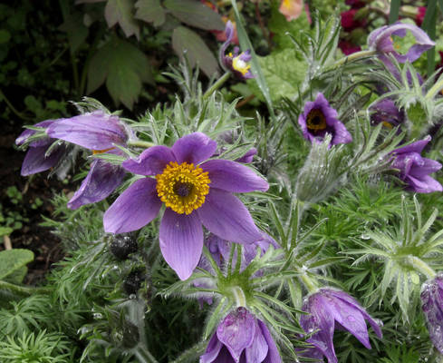 Pulsatilla I