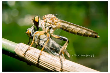 santapan besar robber fly