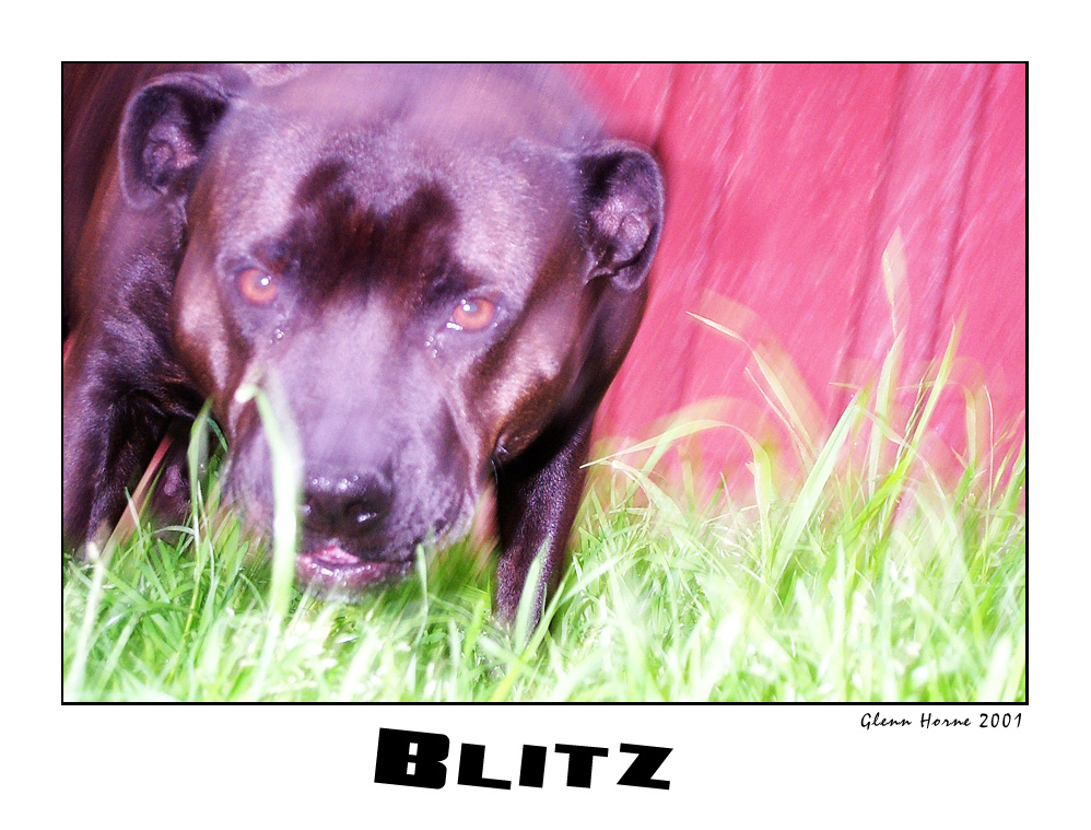 Blitz