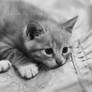 BW version of Cute Kitten-2