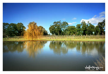 Sandalford Reflections