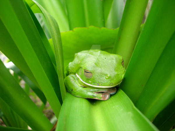 green tree frog