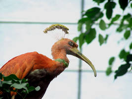 Real Life Pokemon - Ho-Oh