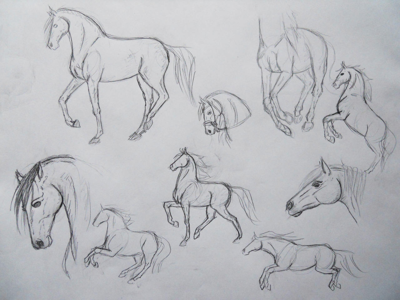 Horses sketch