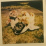 Teddy Ruxpin Polaroid Picnic