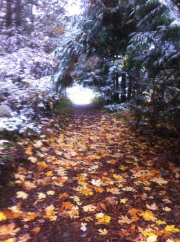 Fall and Winter on one path