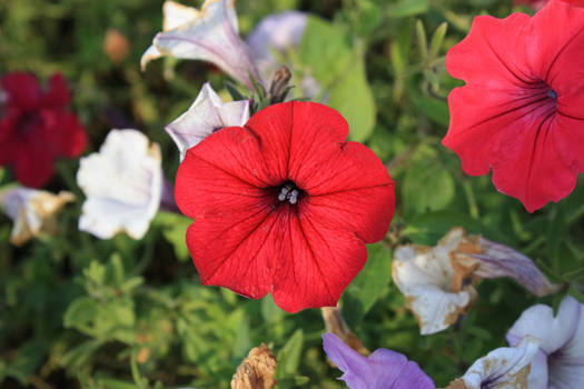 Red Flower