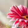 Pale Pink Gerbera 4