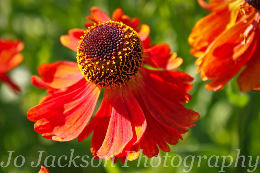 Big Red Daisy