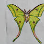 Indian Moon moth - 1999