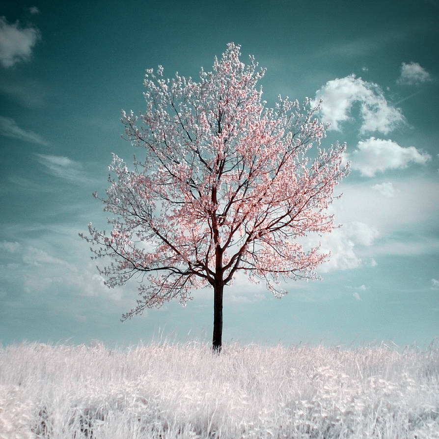 The Cherry Tree by MichaelMagin The Cherry Tree by MichaelMagin
