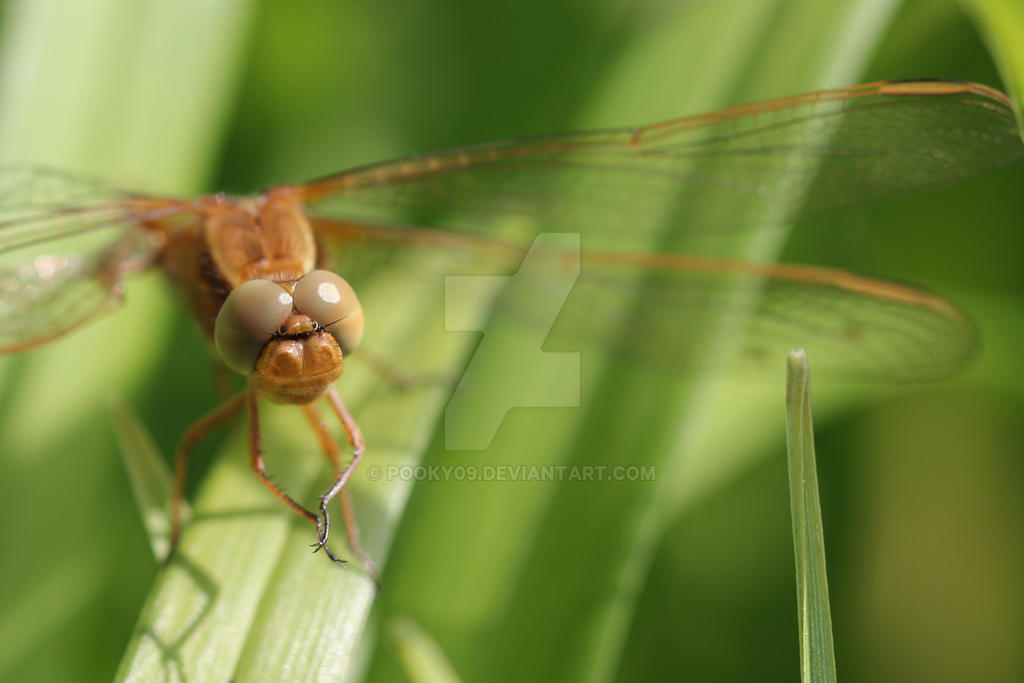 Dragonfly by Pooky09 on DeviantArt