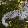 A Snow Leopard