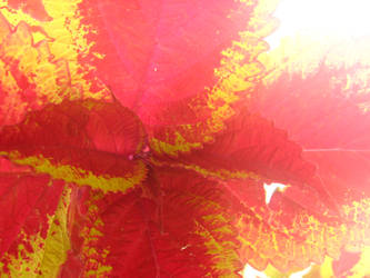 Radiant Leaves