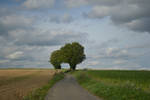 L arbre pont by MADCALIMERO