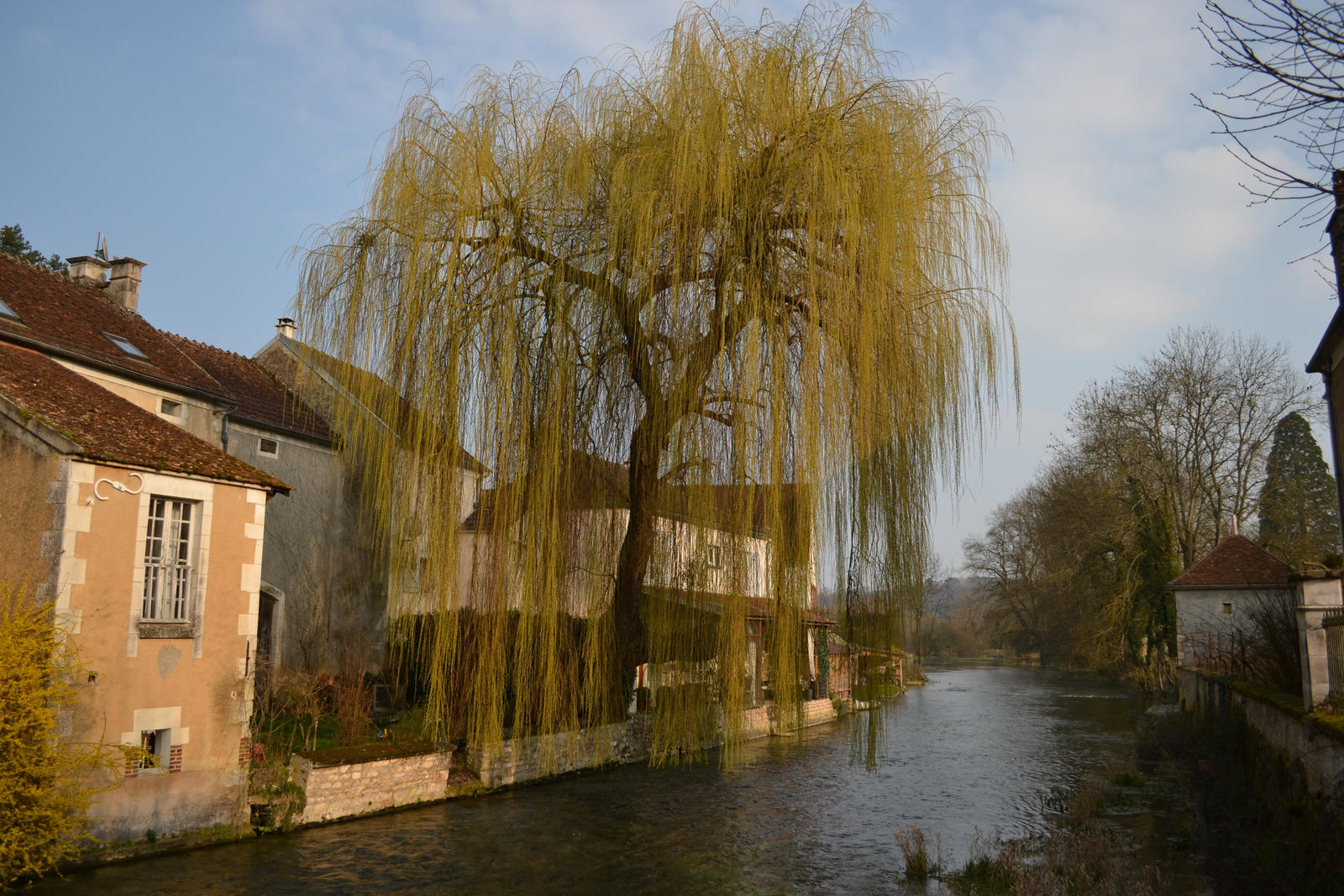 Le saule pleureur