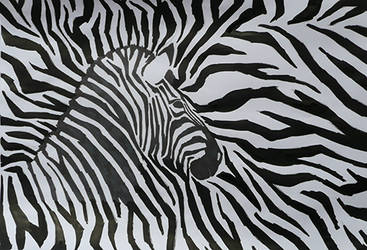 Zebra