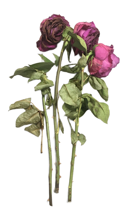 Dead Rose PNG Stock by MshelleeStocks on DeviantArt