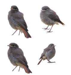 Birds PNG