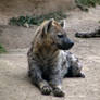 hyena 02