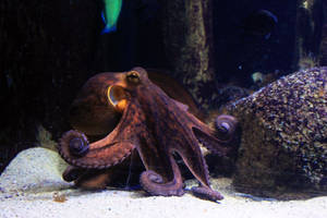 Octopus 03