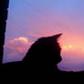 cat and clouds