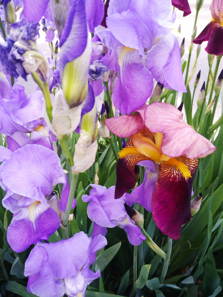 irises by Lord-Sagoth on DeviantArt