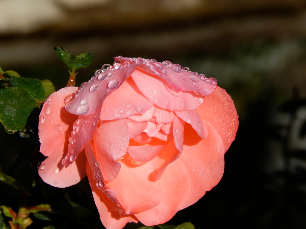 Pink Flower