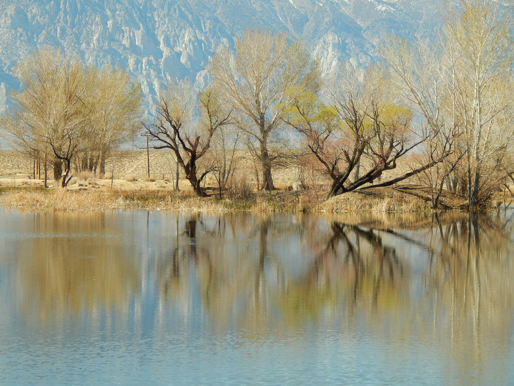 Springtime Reflection by bowencormac on DeviantArt