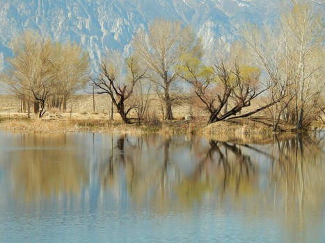 Springtime Reflection