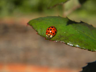 Little Ladybug