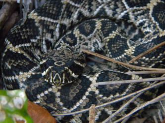 Young Eastern Diamondback Rattlesnake 1