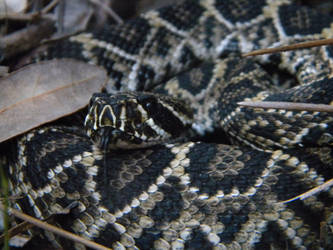 Young Eastern Diamondback Rattlesnake 2